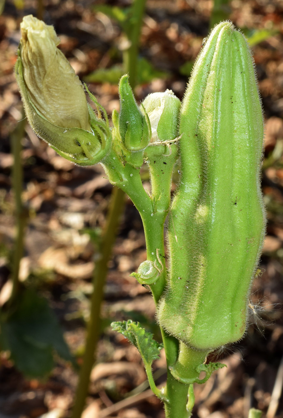 Image of Hibiscus esculentus specimen.
