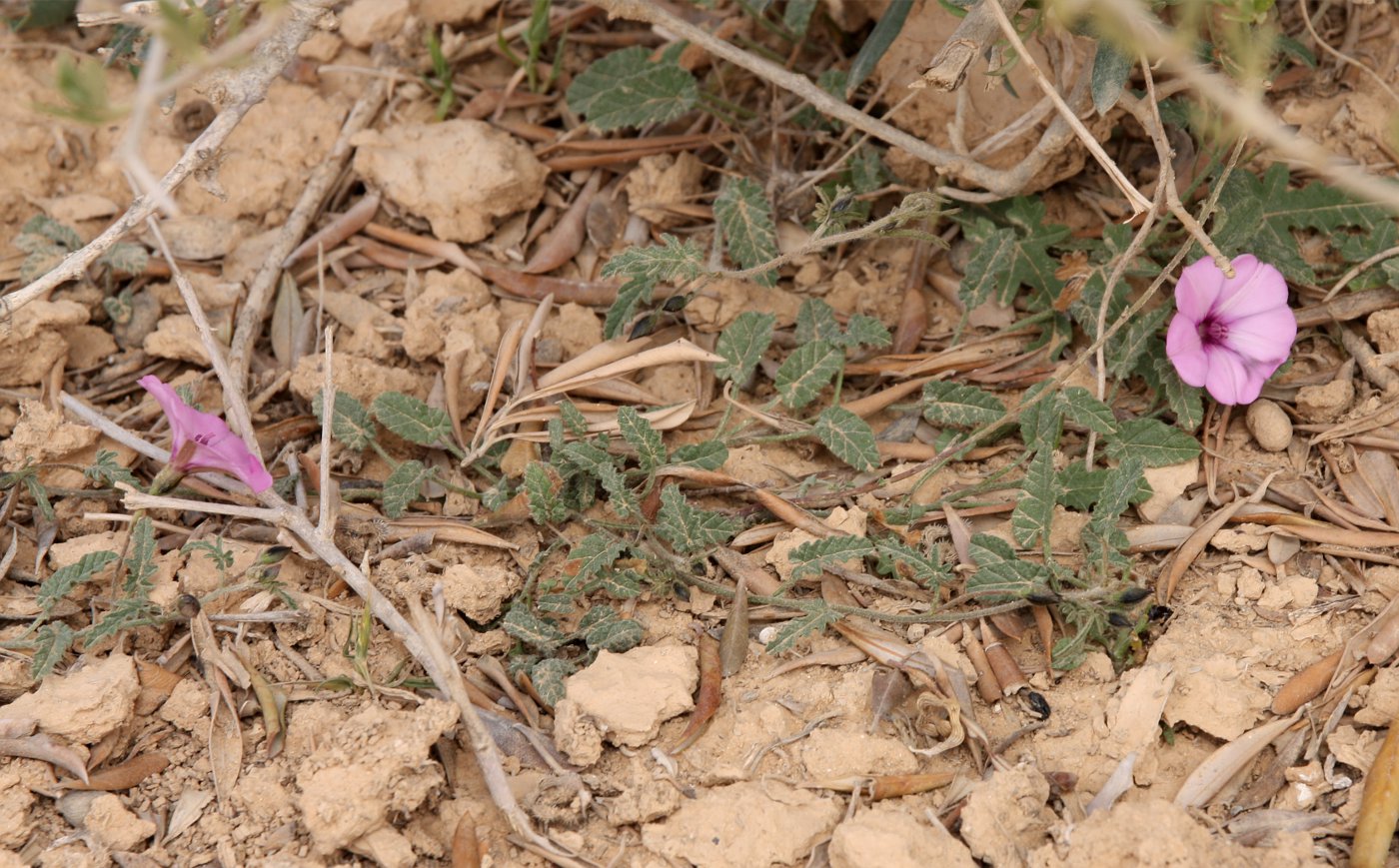 Image of Convolvulus althaeoides specimen.