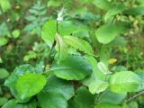Salix caprea