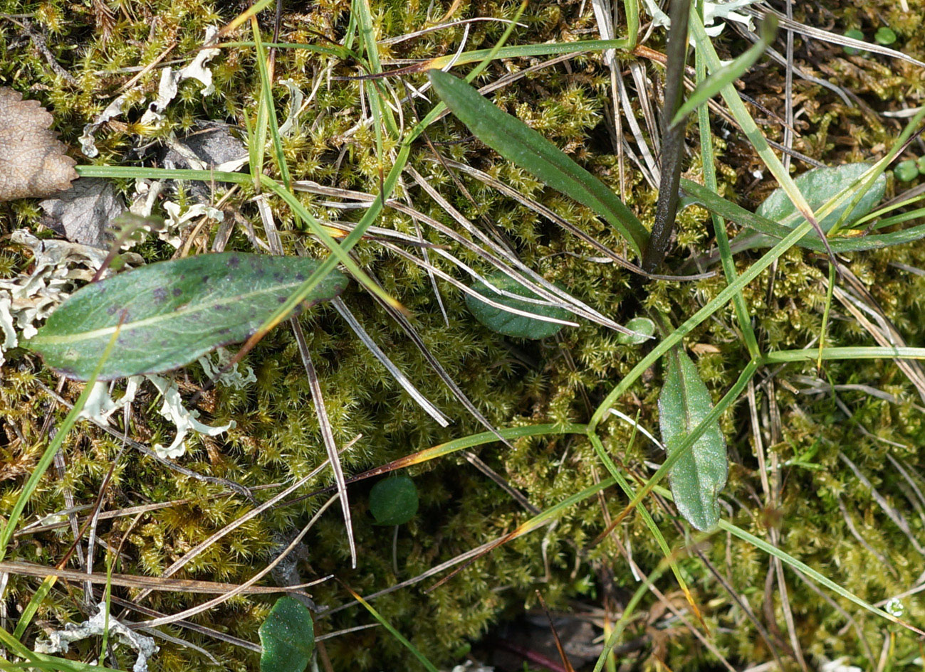 Image of genus Tephroseris specimen.