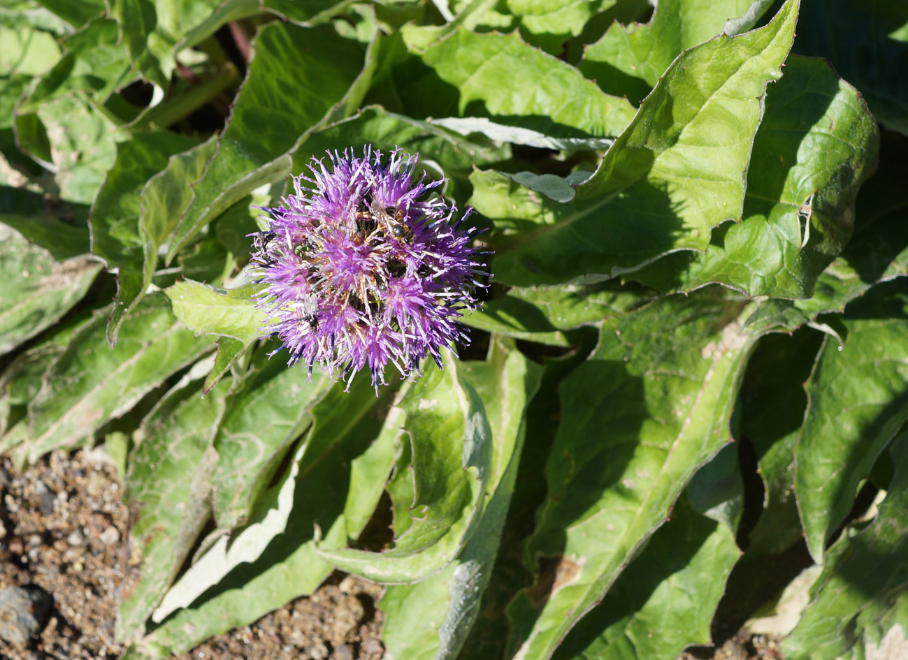 Image of Saussurea pseudotilesii specimen.