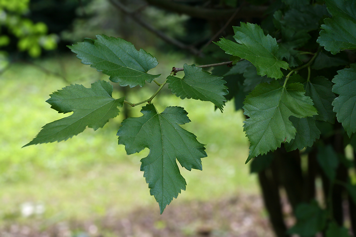 Изображение особи Morus alba.