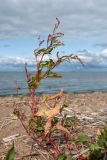 Persicaria lapathifolia. Веточки с соцветиями. Ленинградская обл., Ломоносовский р-н, окр. пос. Лебяжье, побережье Финского залива, песчаный пляж. 27.08.2017.