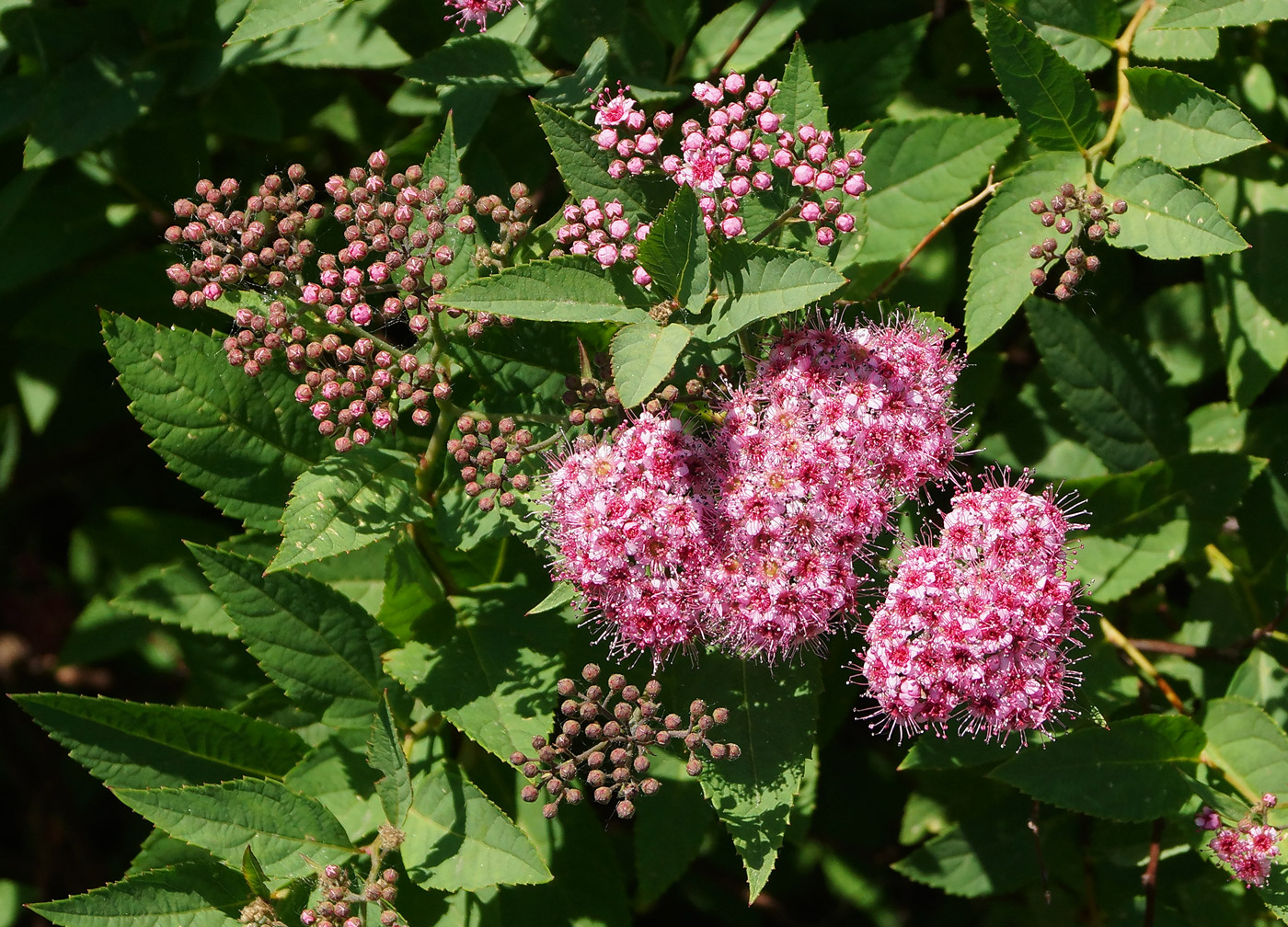 Image of Spiraea japonica specimen.