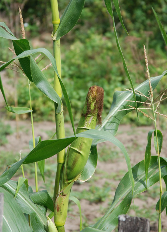 Изображение особи Zea mays.