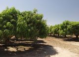Mangifera indica 