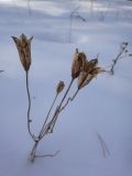 Aquilegia sibirica. Раскрывшиеся листовки с просыпавшимися семенами. Иркутск, сосновый лес близ ул. Карпинская. 04.03.2018.