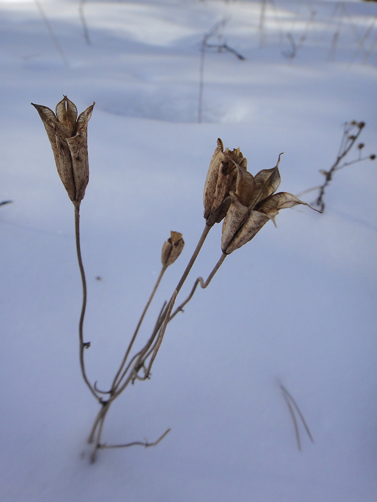 Image of Aquilegia sibirica specimen.