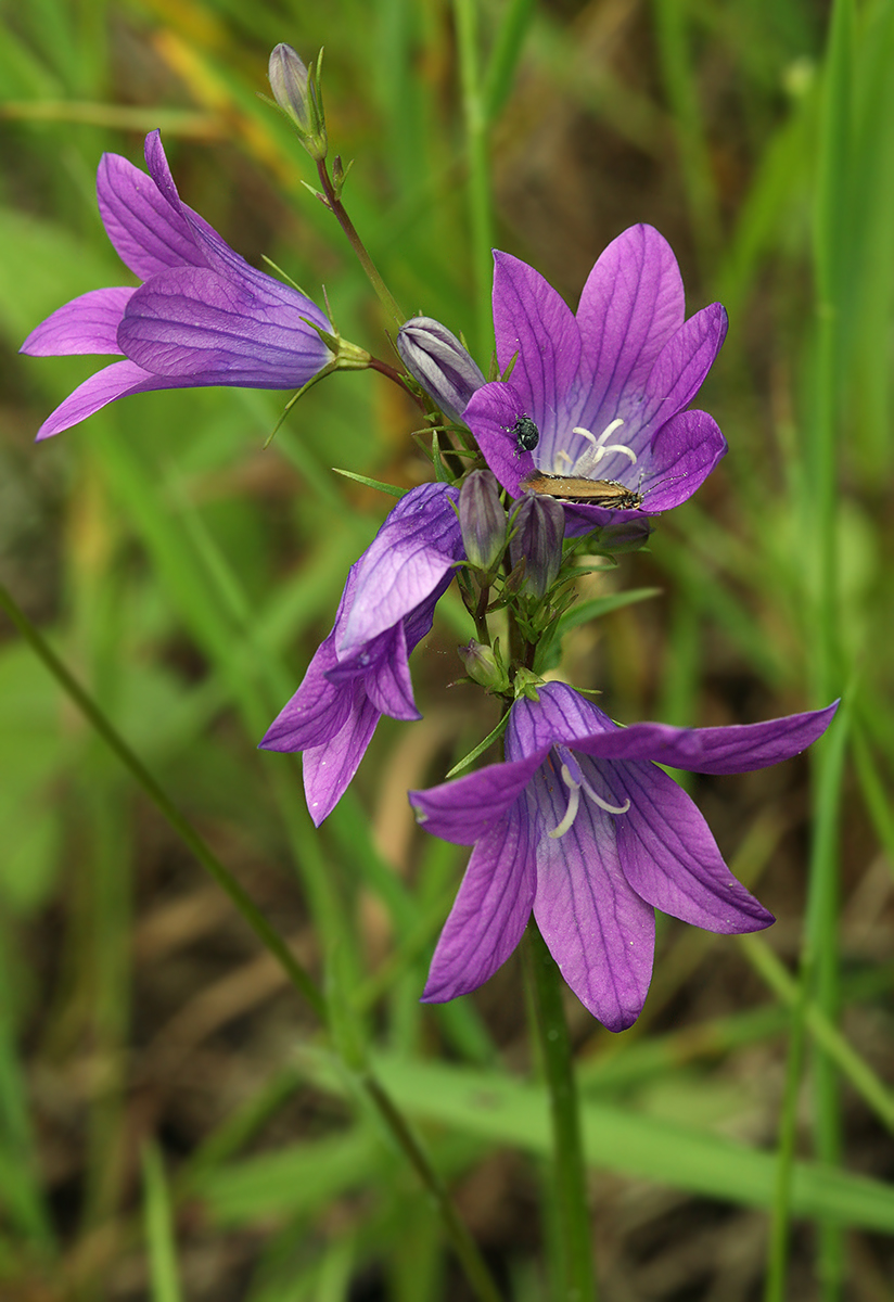 Image of Campanula patula specimen.