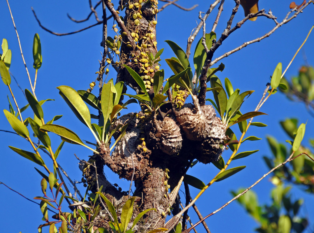 Изображение особи Myrmecodia tuberosa.