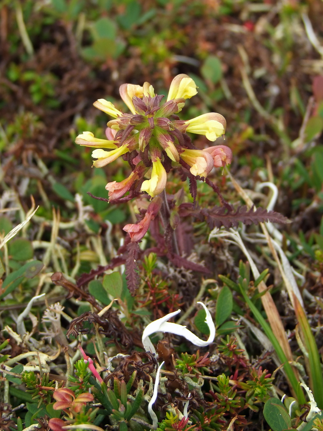 Image of Pedicularis labradorica specimen.