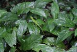 genus Spathiphyllum. Листья с сидящей ящерицей. Малайзия, о. Борнео, окр. пещеры Гомонтонг, лес. 18.02.2013.