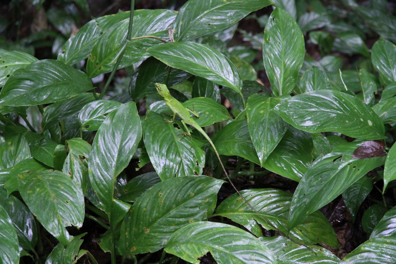 Image of genus Spathiphyllum specimen.