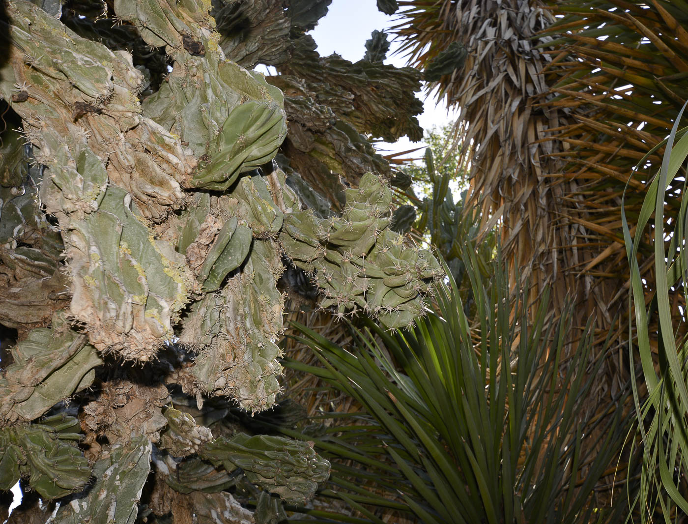 Изображение особи Cereus peruvianus var. monstrosus.