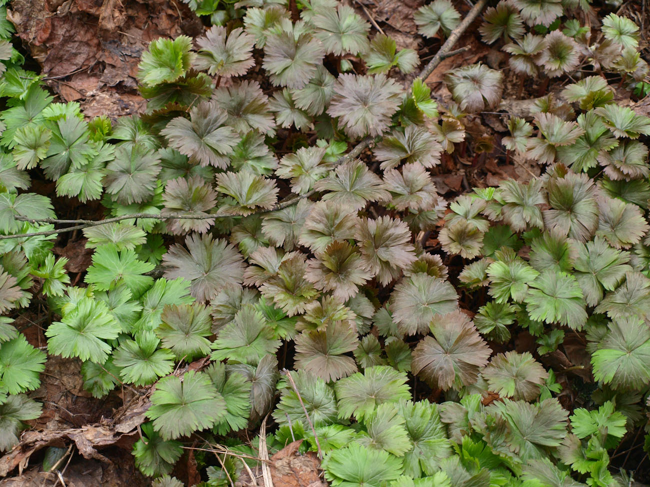 Image of Arsenjevia glabrata specimen.