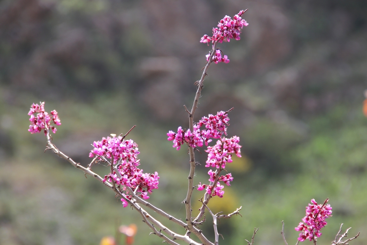 Изображение особи Cercis griffithii.