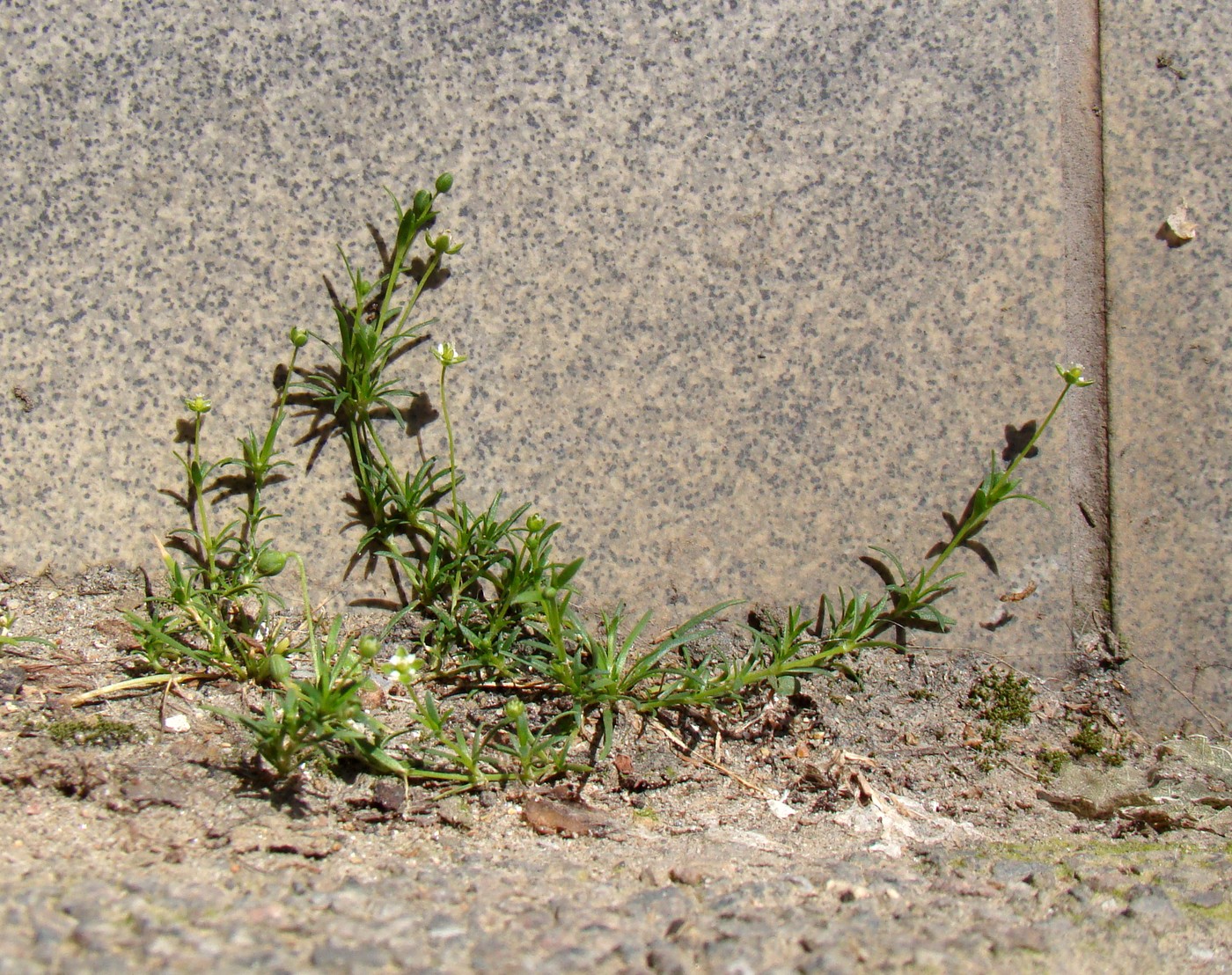Image of Sagina procumbens specimen.