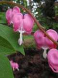 Dicentra spectabilis