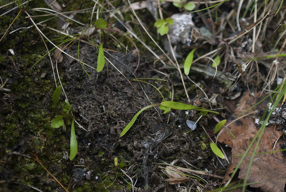 Image of Ligusticum scoticum specimen.