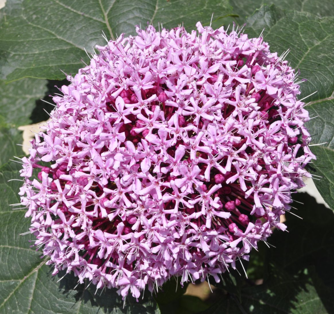 Image of Clerodendrum bungei specimen.