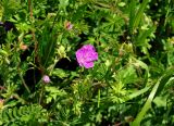 Geranium sanguineum