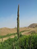 Calamagrostis pseudophragmites. Верхушка растения с бутонизирующим соцветим. Южный Казахстан, Сырдарьинский Каратау, горы Улькунбурултау, ≈ 700 м н.у.м., у солоноватого родника Карабастау. 28 июня 2018 г.