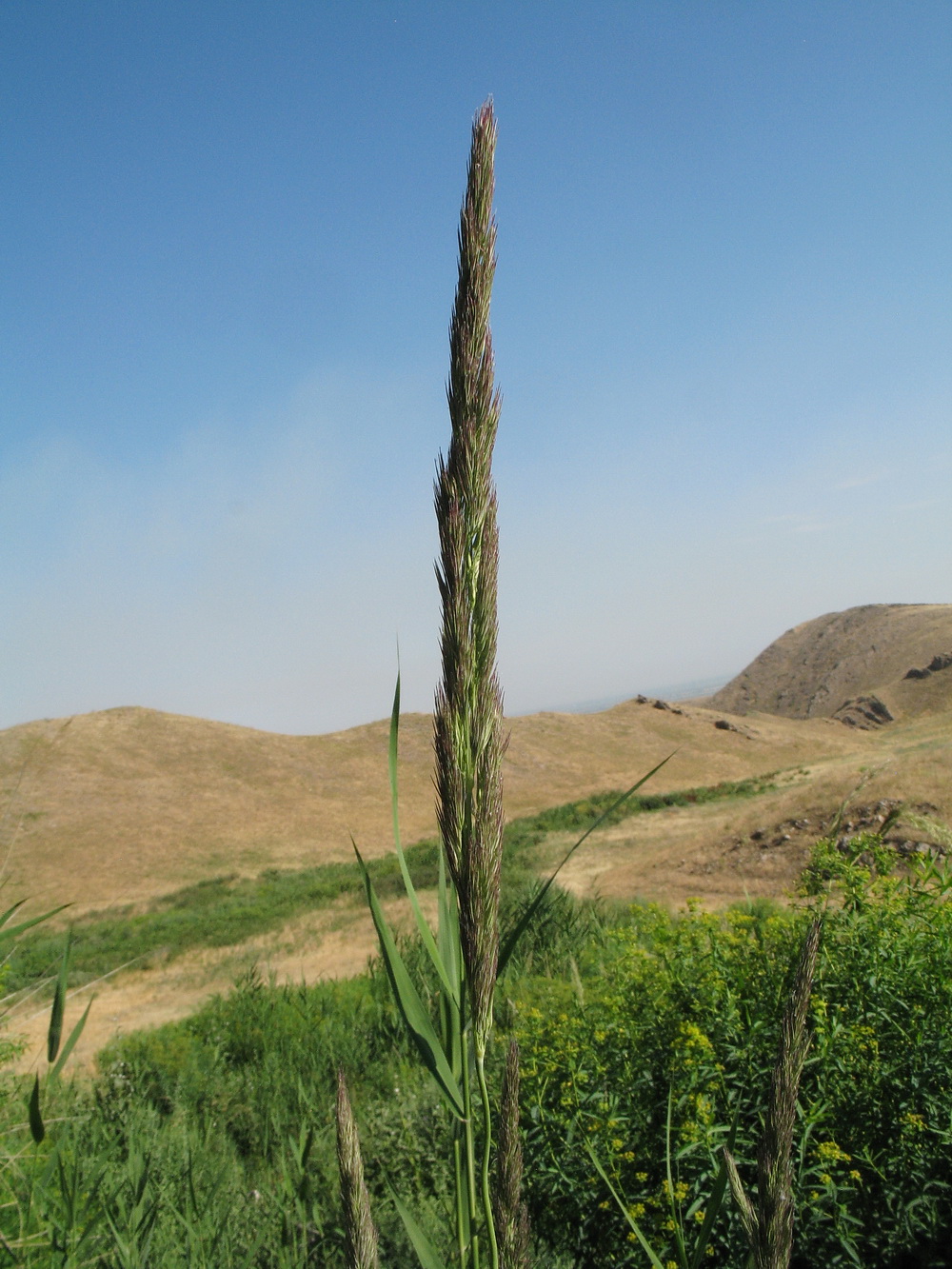 Изображение особи Calamagrostis pseudophragmites.