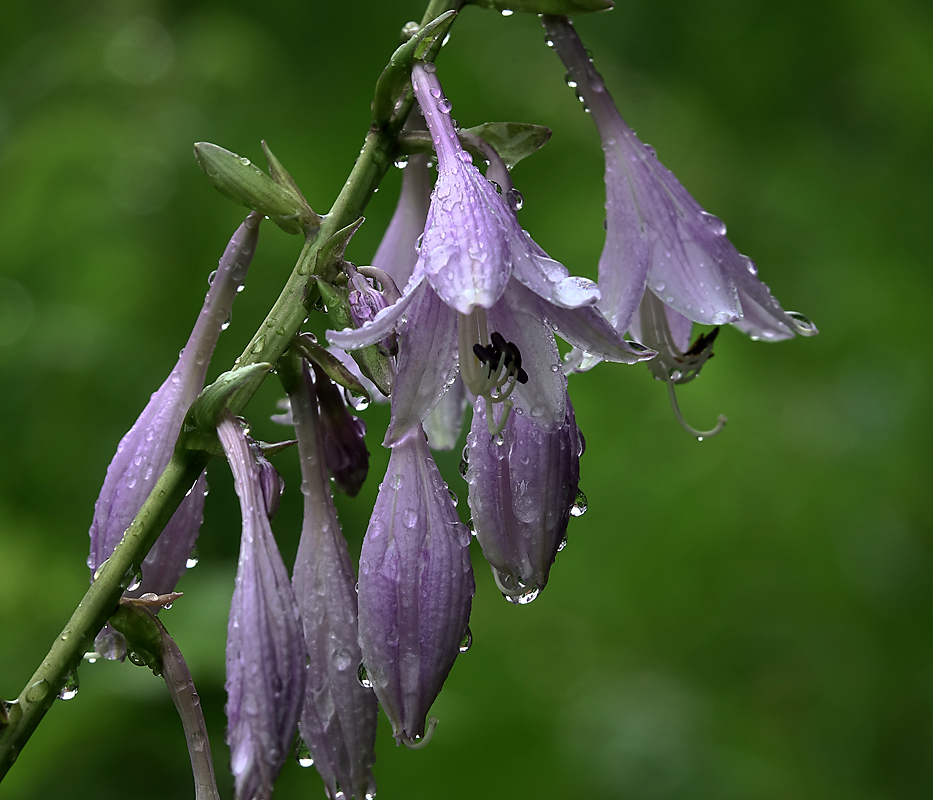 Image of Hosta albomarginata specimen.