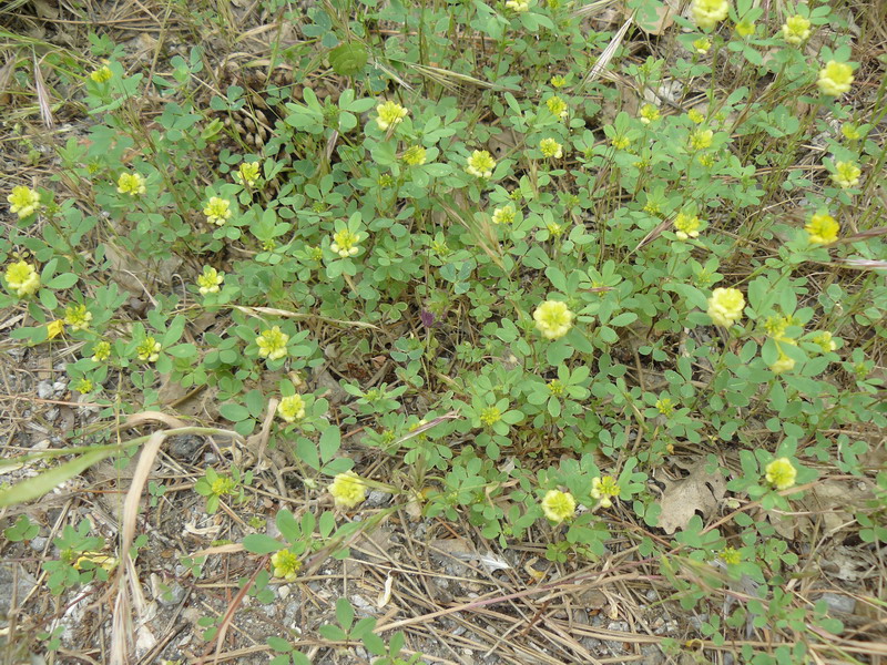 Image of Trifolium campestre specimen.