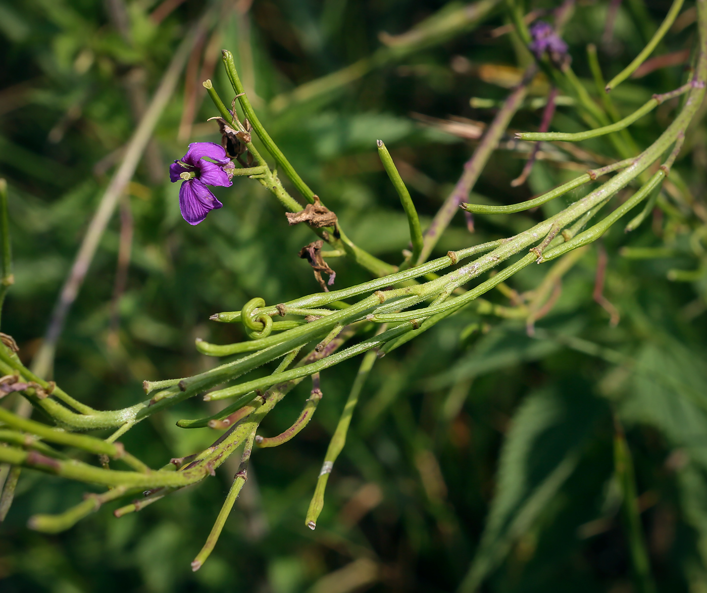 Image of Hesperis matronalis specimen.