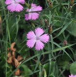 Dianthus caucaseus. Верхушка цветущего растения с бутонами. Грузия, Казбегский муниципалитет, окраина с. Степанцминда, зап. склон горы Куро, горный луг. 31.07.2018.