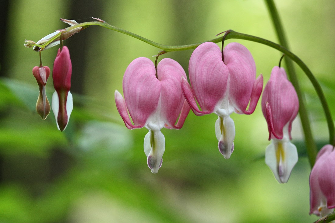 Изображение особи Dicentra spectabilis.