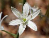 Ornithogalum narbonense