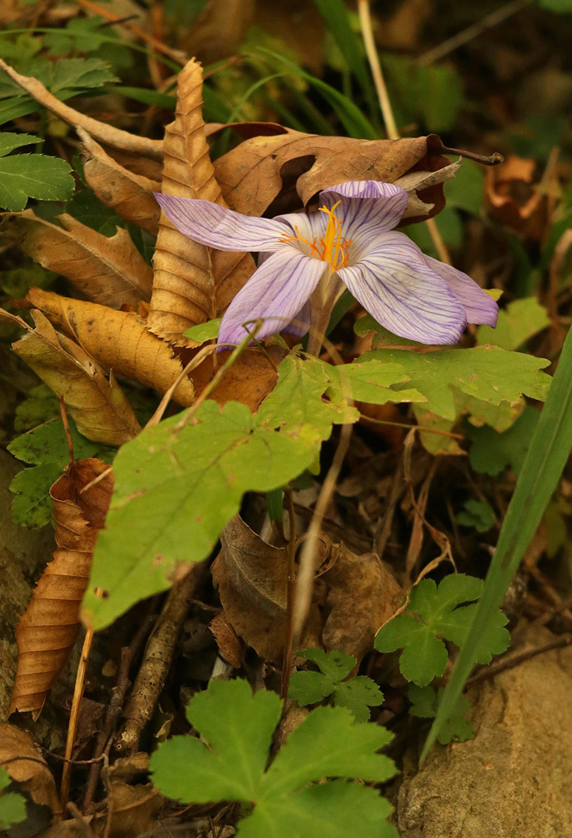 Изображение особи Crocus speciosus.