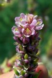 Myricaria bracteata