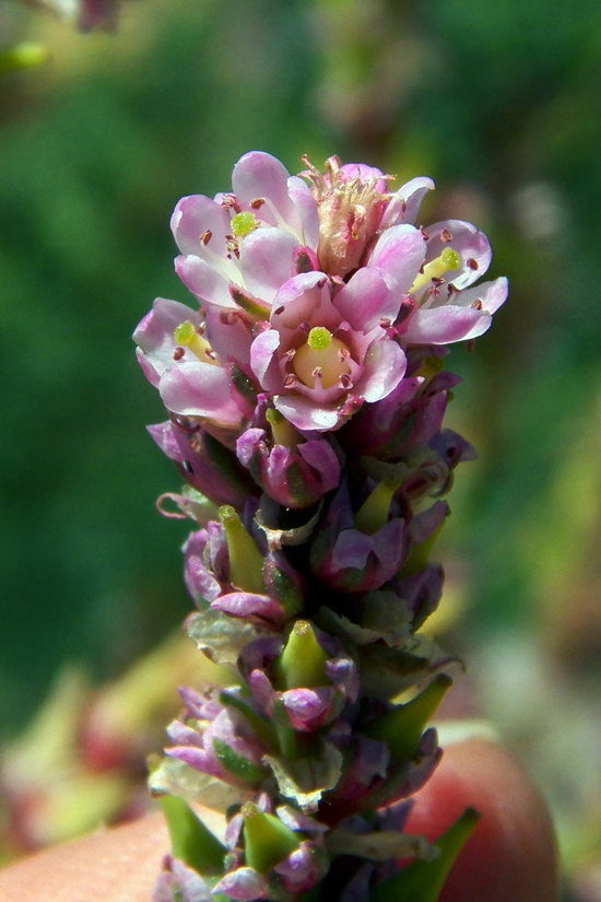 Image of Myricaria bracteata specimen.