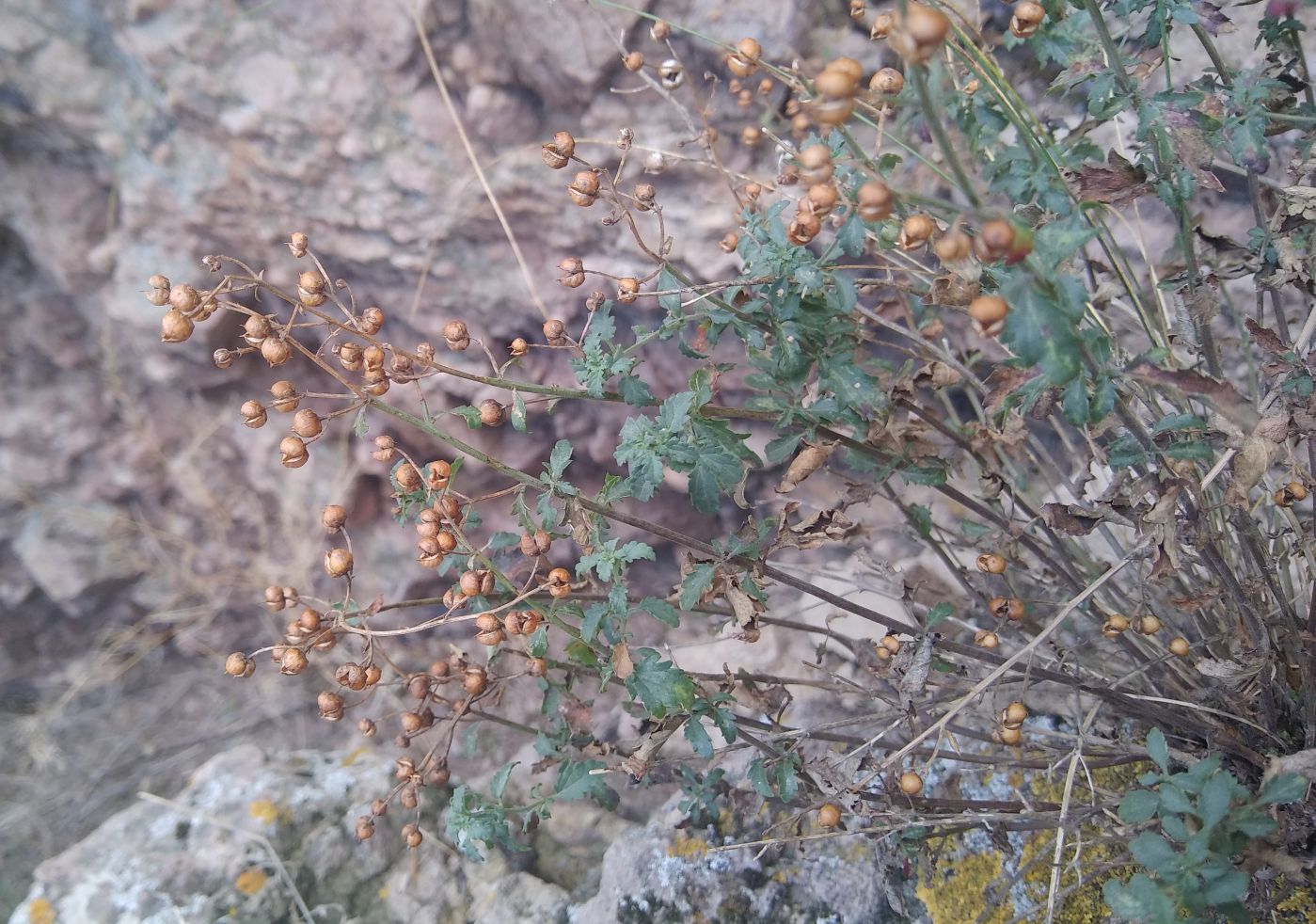 Image of genus Scrophularia specimen.