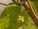 Actinidia kolomikta. Часть побега с отцветающим цветком и листьями. Пермский край, пос. Юго-Камский, частное подворье, в культуре. 1 июля 2018 г.