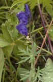 Aconitum baicalense. Верхушка цветущего побега. Республика Алтай, Кош-Агачский р-н, Северо-Чуйский хребет, долина р. Актру, подножие поросшего лиственницей склона юго-восточной экспозиции. 14.08.2018.