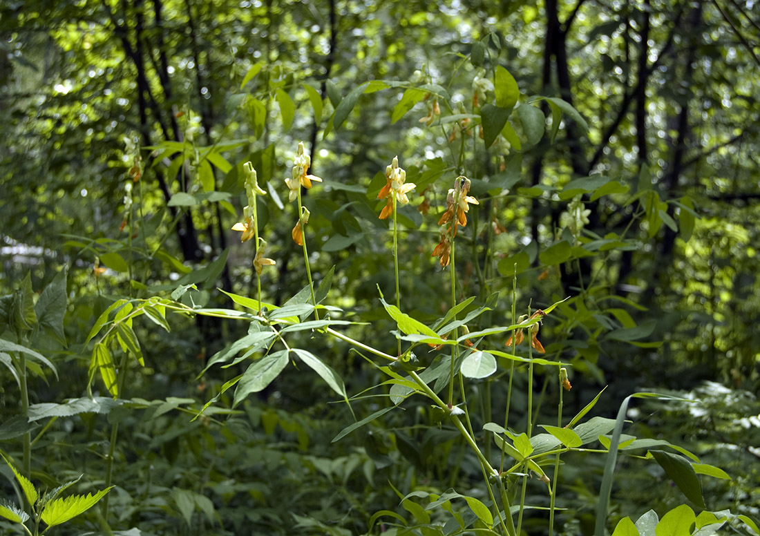 Image of Lathyrus gmelinii specimen.