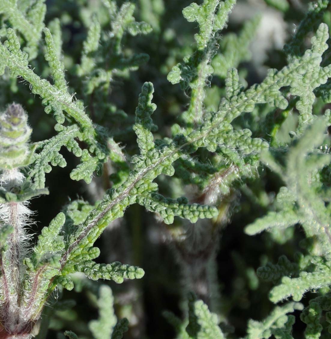 Image of Salvia lanigera specimen.