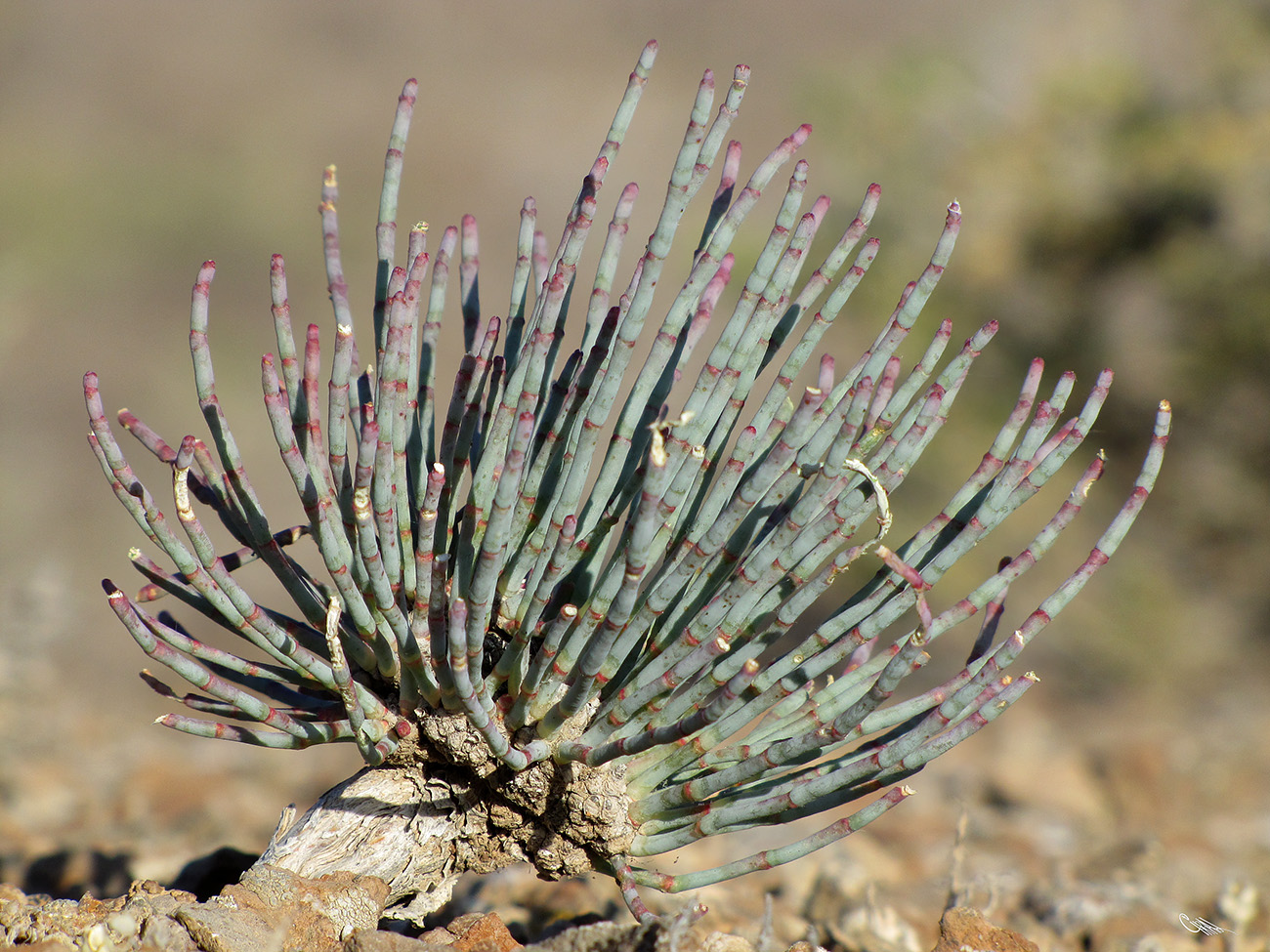 Image of Anabasis truncata specimen.