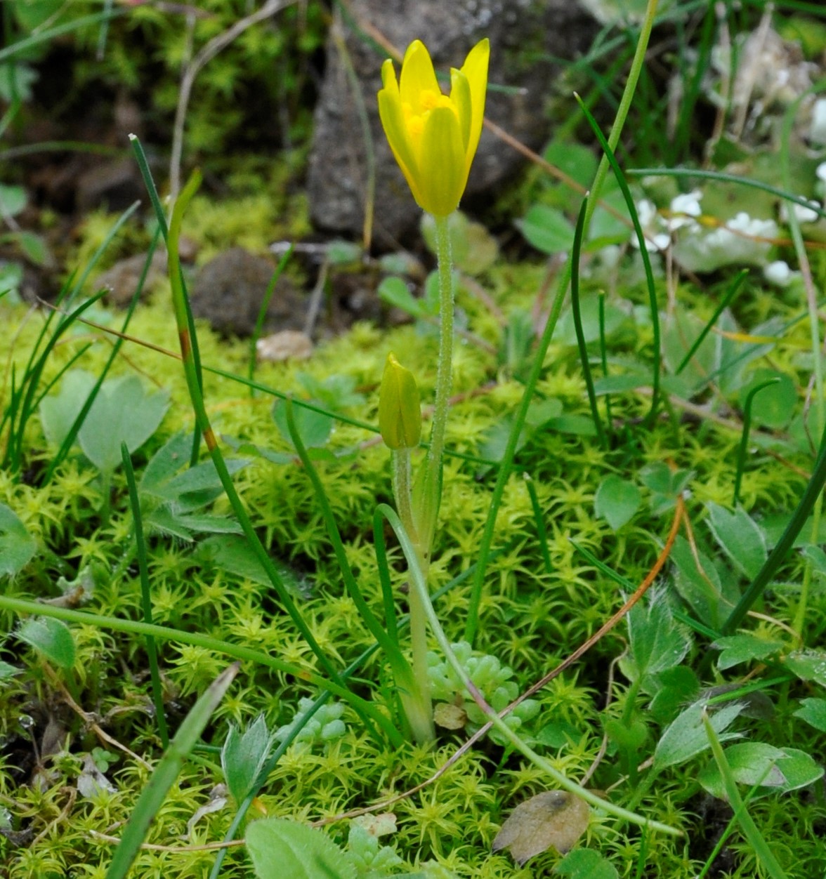 Изображение особи Gagea peduncularis.