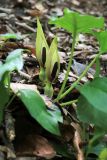 Arum orientale