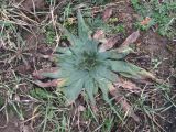 Echium vulgare. Вегетирующее растение. Краснодарский край, Абинский р-н, ст-ца Холмская, луг. 25.01.2019.