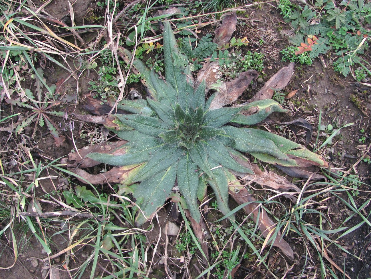 Изображение особи Echium vulgare.