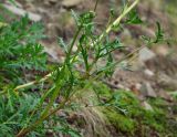 Artemisia arctica subspecies ehrendorferi. Верхушка растения с нераскрывшимися соцветиями. Магаданская обл., окр. г. Магадан, побережье бухты Нагаева, Морпортовская сопка, каменноберезняк. 16.07.2011.