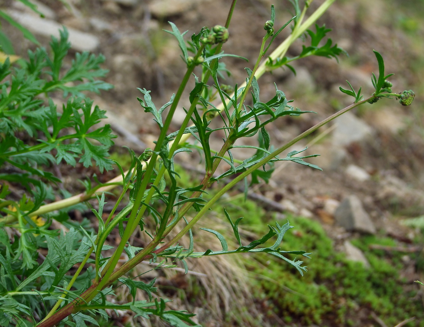 Image of Artemisia arctica ssp. ehrendorferi specimen.