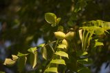 Juglans cinerea