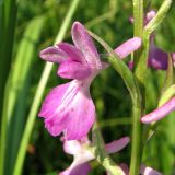 Anacamptis laxiflora ssp. elegans